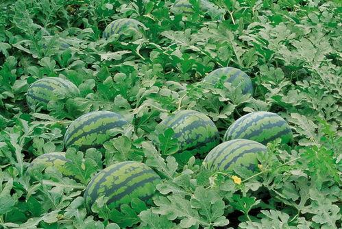 免费吃瓜花店,夏日里的甜蜜诱惑与温馨故事