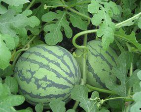 孕妇可以吃合掌瓜,合掌瓜助力母婴健康