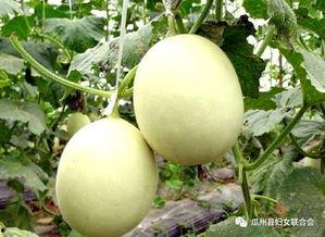 抖音韵韵吃瓜,揭秘娱乐圈幕后真相