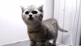 呱喵吃瓜,揭秘娱乐圈那些不为人知的幕后故事