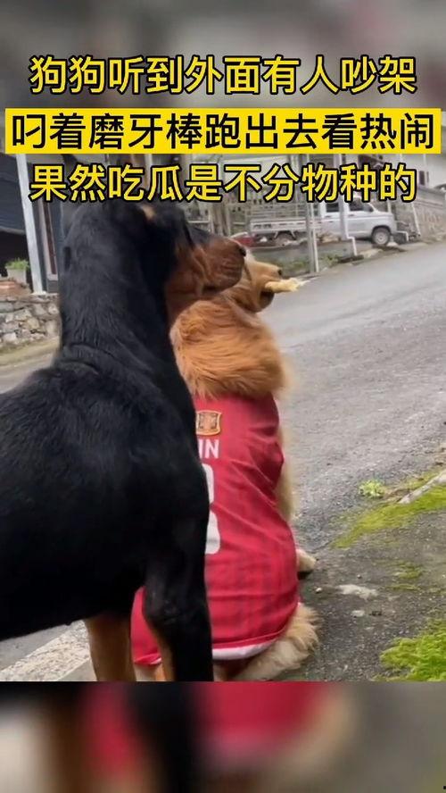 动物成了吃瓜群众,揭秘动物界的八卦风云