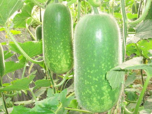 竹蛉可以吃瓜,瓜果间的自然美味之旅