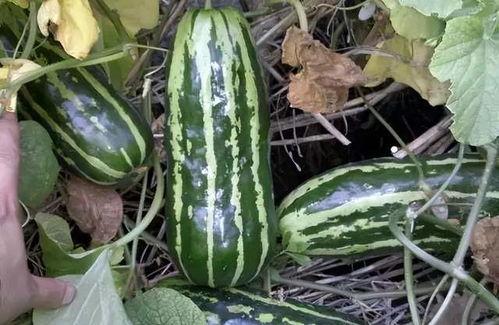 小时候吃的瓜叫什么瓜,那口清甜的“什么瓜”