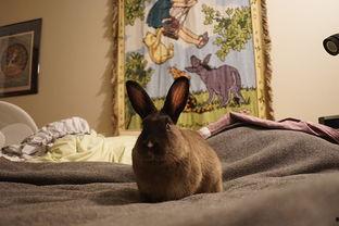 兔子吃瓜 成语,揭示成语背后的趣味与智慧