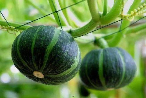 费沁源吃瓜瞬间,揭秘娱乐圈幕后真相