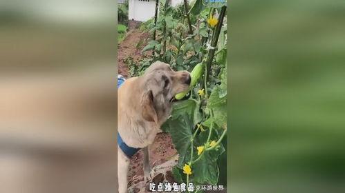 狗狗吃瓜的好处,清凉解暑，健康益处多