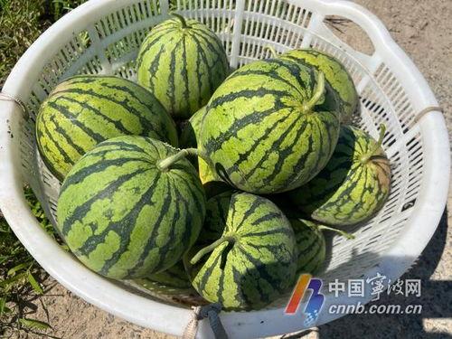 咸瓜着么吃,探索多种美味食用方法