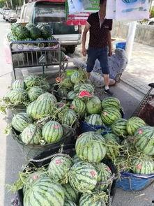 禹城网红吃瓜事件,揭秘网络舆论的风暴与真相